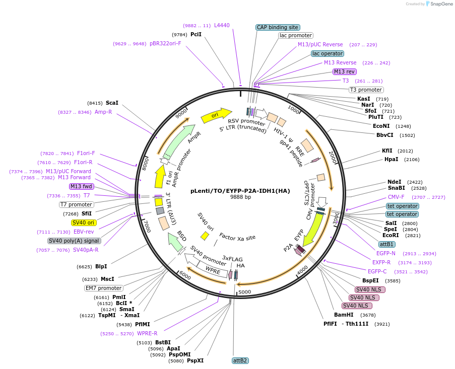 122482-plasmid-map-sequence-id-238827