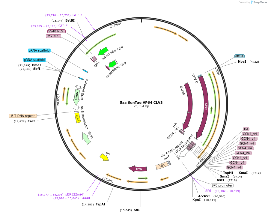 115485-plasmid-map-sequence-id-238830