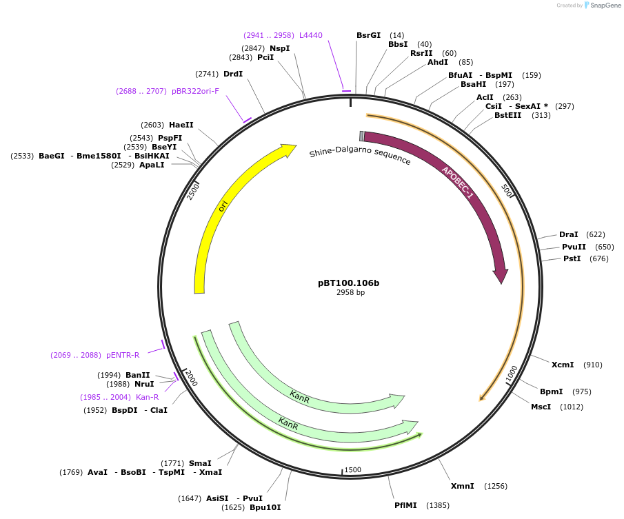 122601-plasmid-map-sequence-id-238844