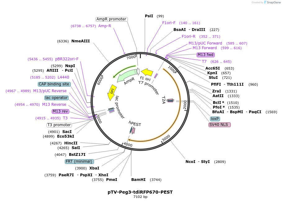 122353-plasmid-map-sequence-id-238856