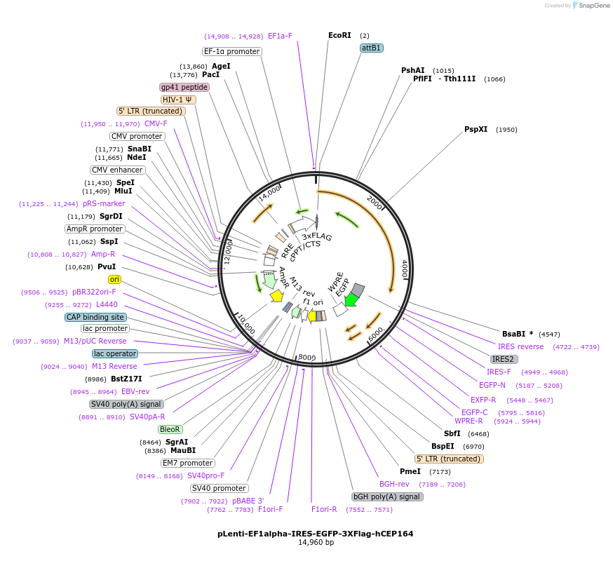122966-plasmid-map-sequence-id-238857
