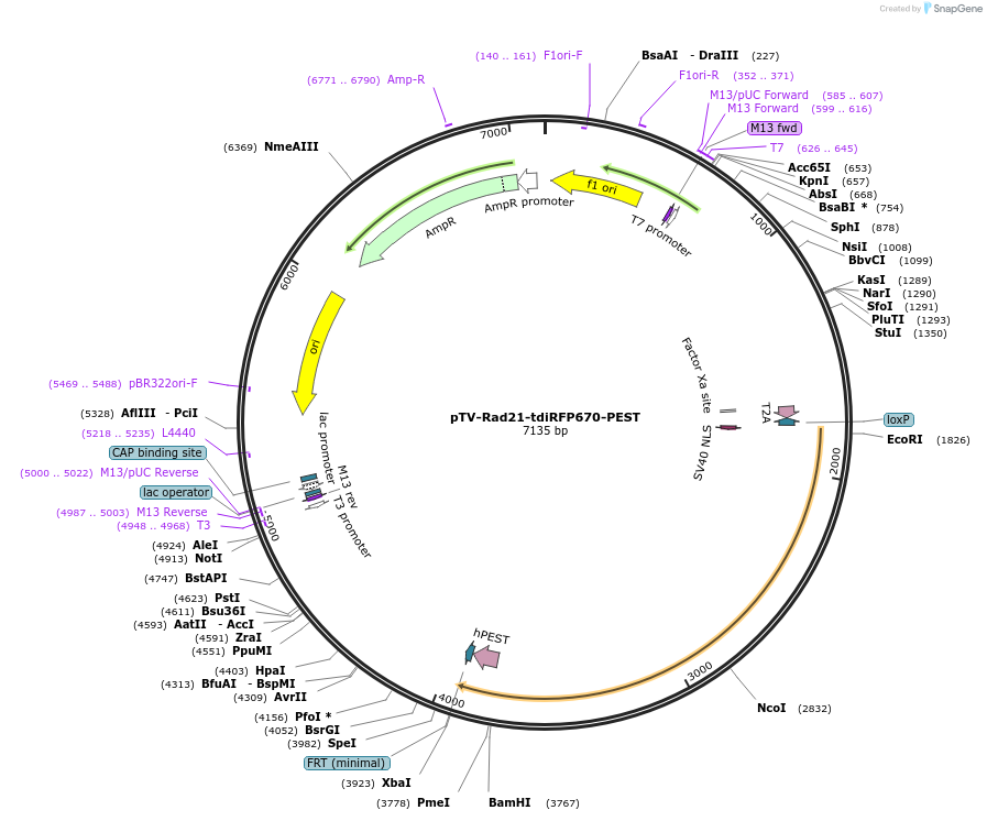 122354-plasmid-map-sequence-id-238859