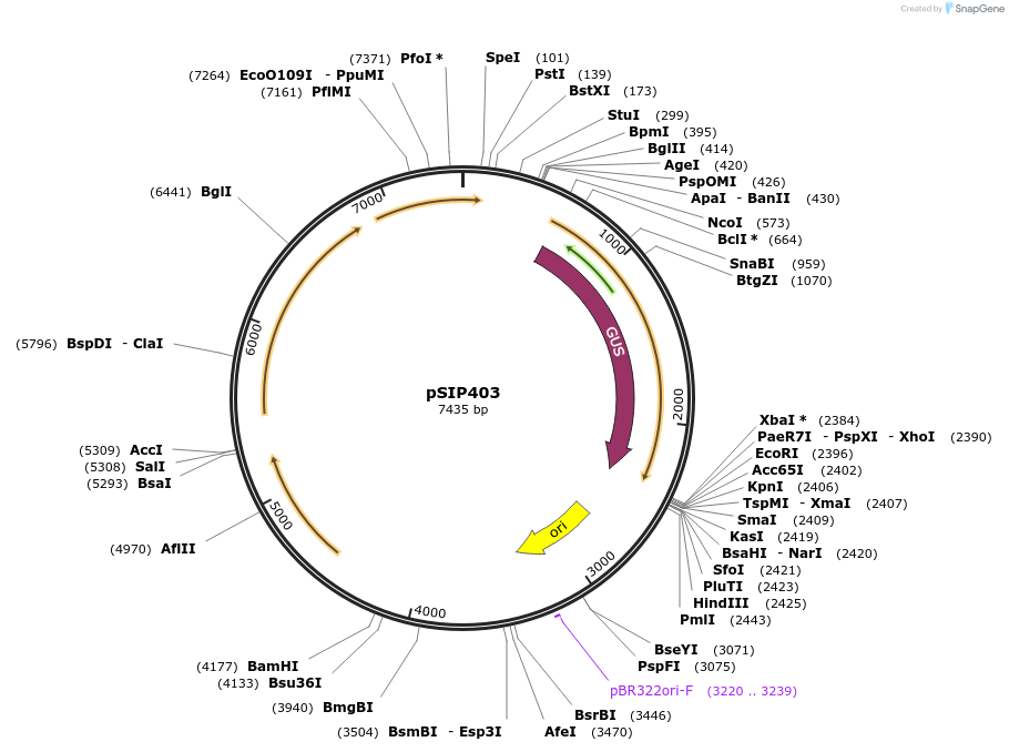 122028-plasmid-map-sequence-id-238860