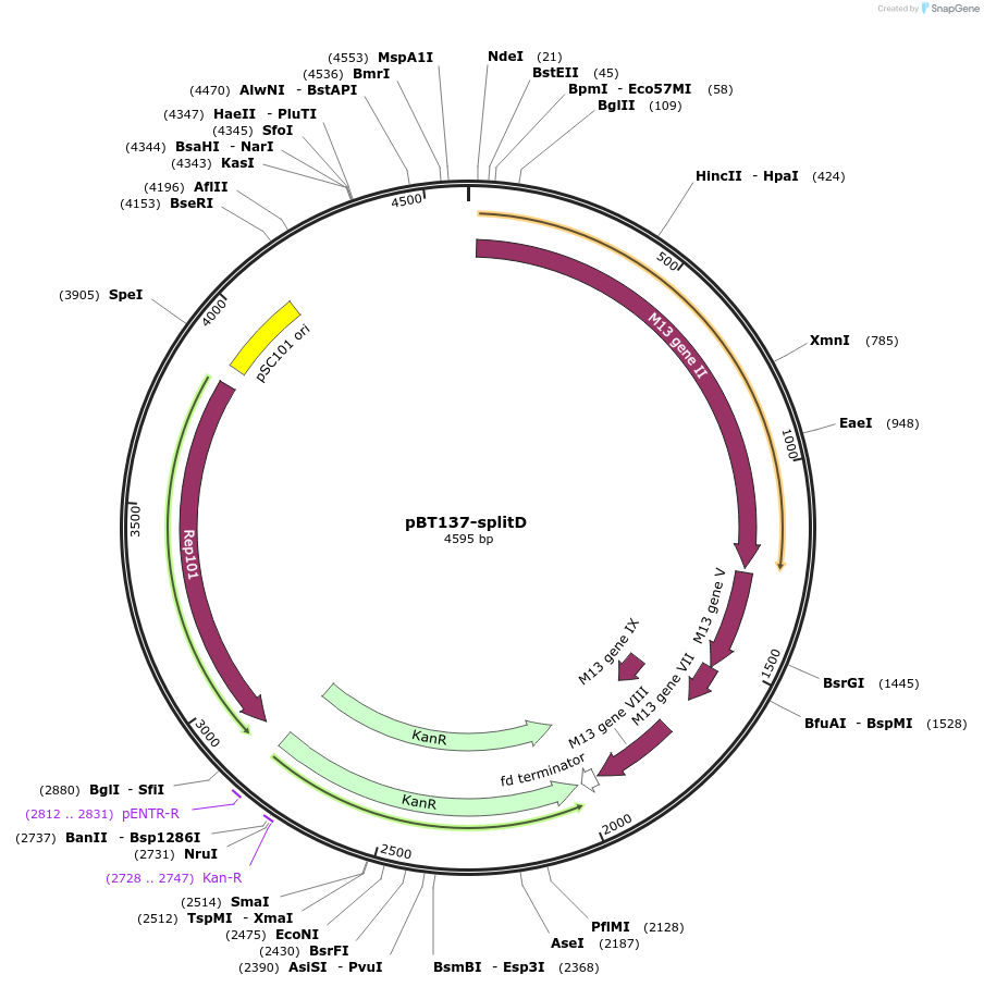 122606-plasmid-map-sequence-id-238864
