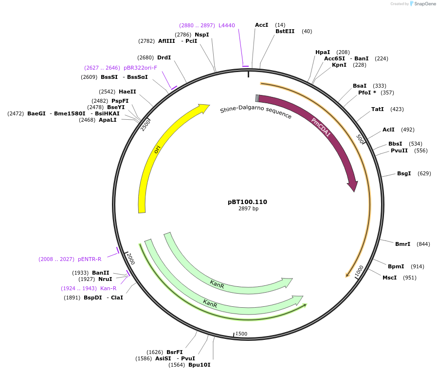 122602-plasmid-map-sequence-id-238871