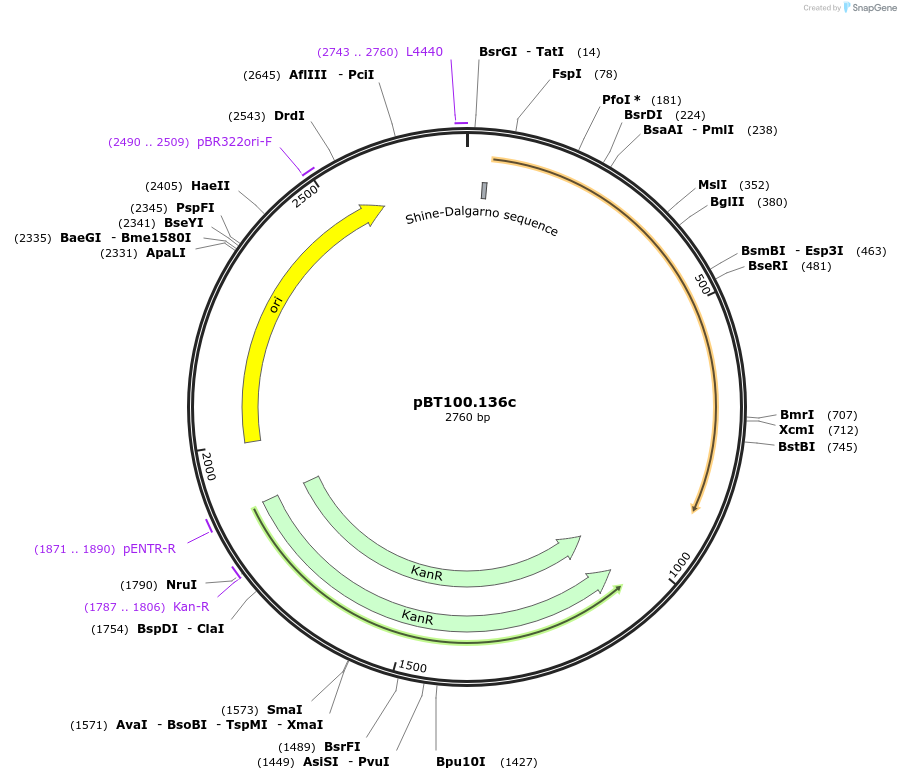 122603-plasmid-map-sequence-id-238876