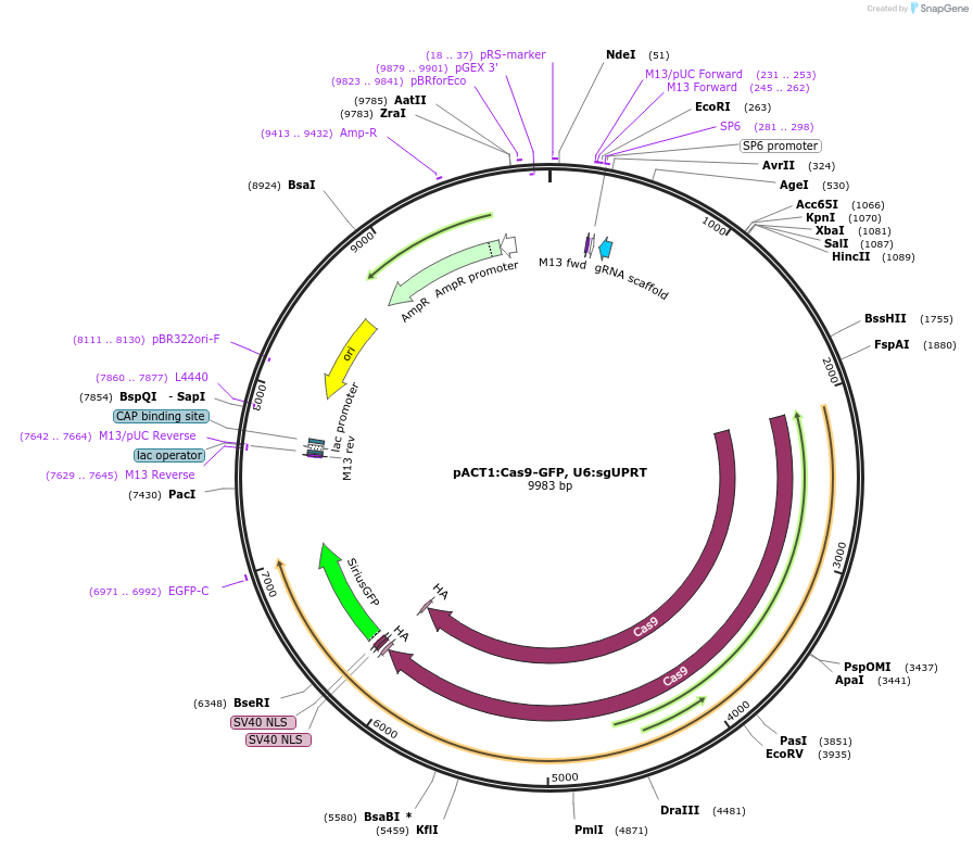 122853-plasmid-map-sequence-id-238877