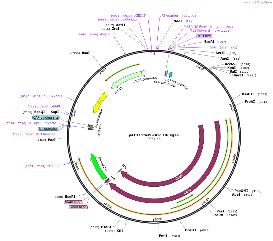 122852-plasmid-map-sequence-id-238880