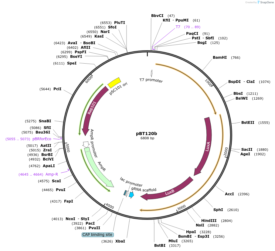 122604-plasmid-map-sequence-id-238890