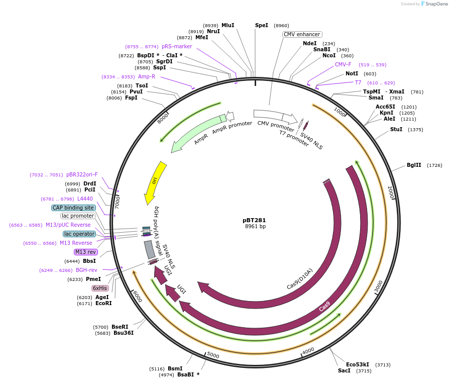 122611-plasmid-map-sequence-id-238891