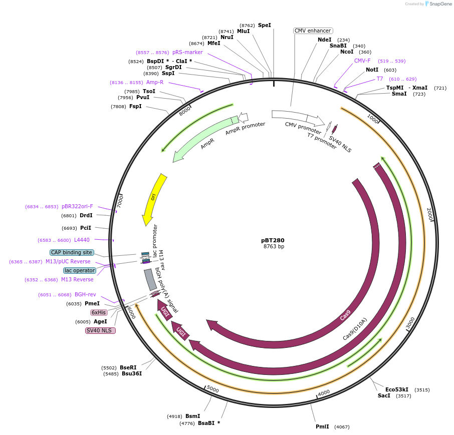 122610-plasmid-map-sequence-id-238892