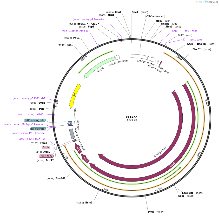 122608-plasmid-map-sequence-id-238894