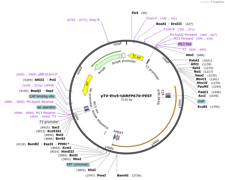122359-plasmid-map-sequence-id-238895