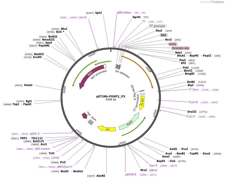 122647-plasmid-map-sequence-id-238901