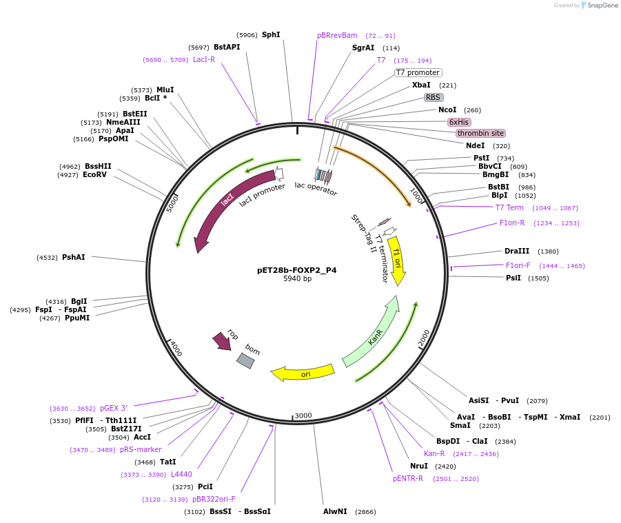 122648-plasmid-map-sequence-id-238905