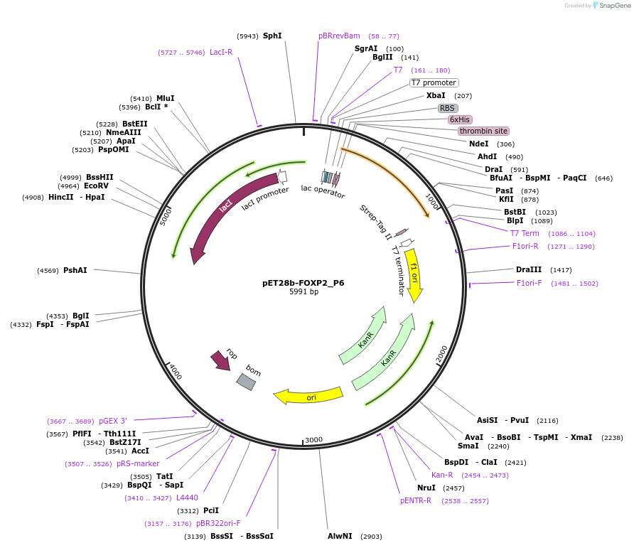 122649-plasmid-map-sequence-id-238907