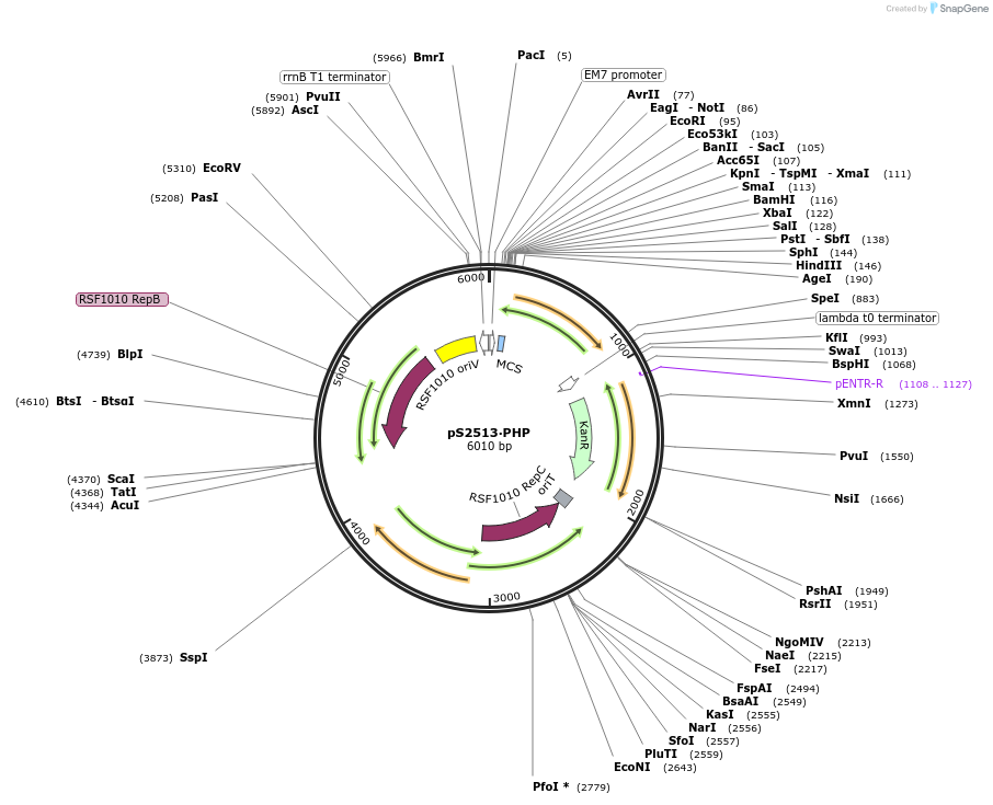122590-plasmid-map-sequence-id-238908