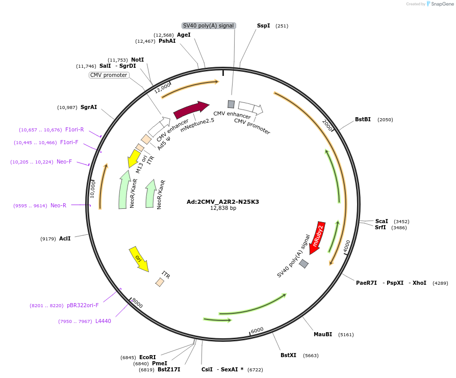 122242-plasmid-map-sequence-id-238909