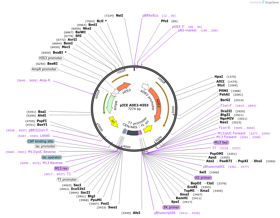 122883-plasmid-map-sequence-id-238921