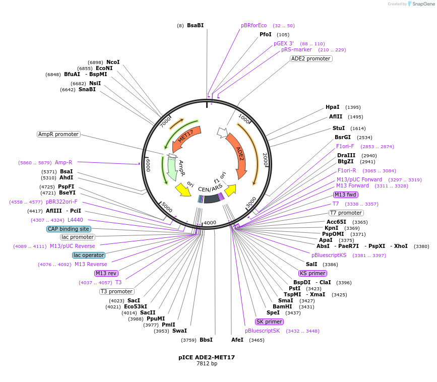 122885-plasmid-map-sequence-id-238923