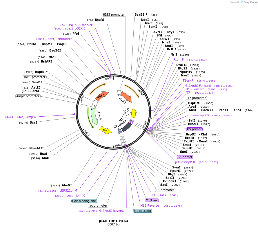 122891-plasmid-map-sequence-id-238926