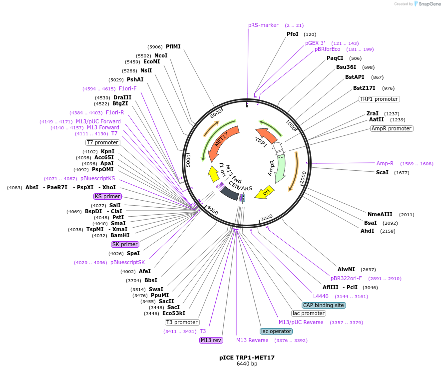 122893-plasmid-map-sequence-id-238929