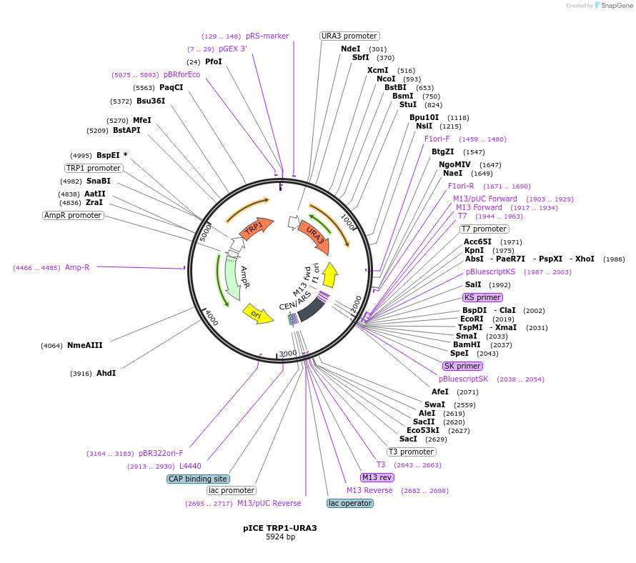 122894-plasmid-map-sequence-id-238930