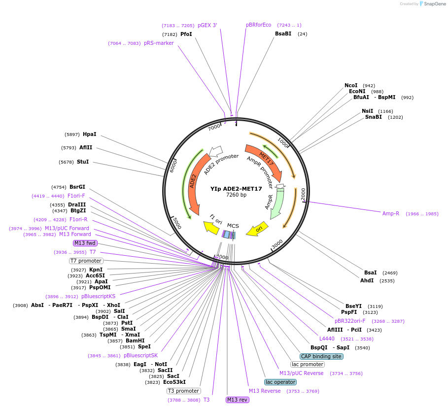 122906-plasmid-map-sequence-id-238934