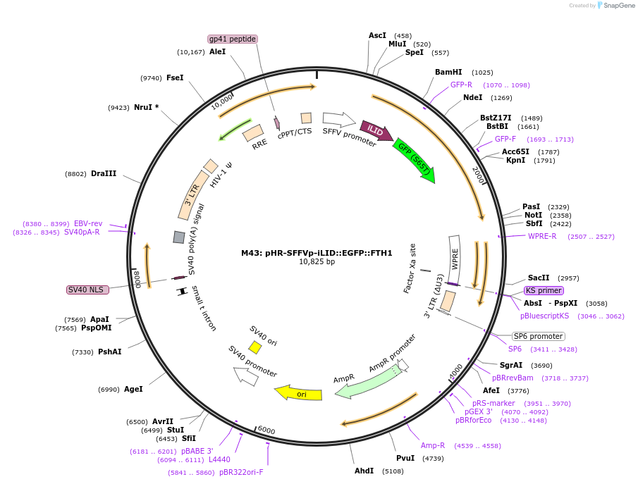 122149-plasmid-map-sequence-id-238938