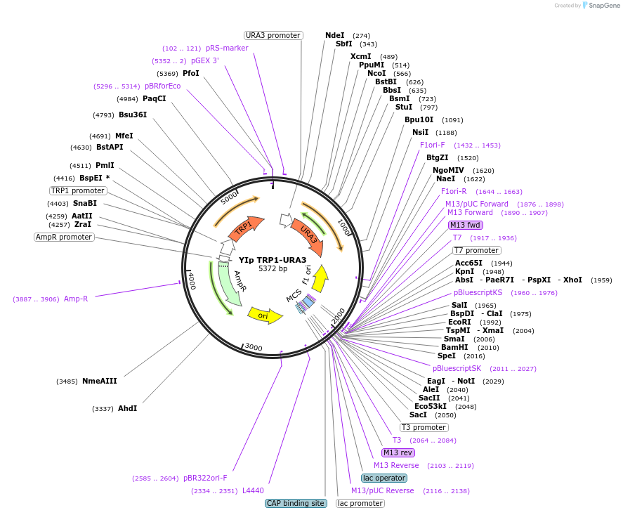 122915-plasmid-map-sequence-id-238940