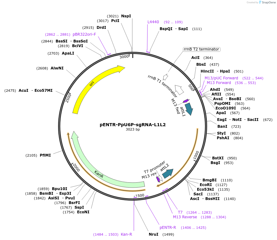 113735-plasmid-map-sequence-id-238941