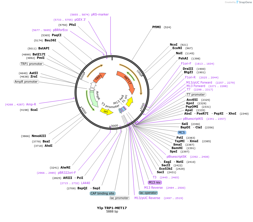 122914-plasmid-map-sequence-id-238944