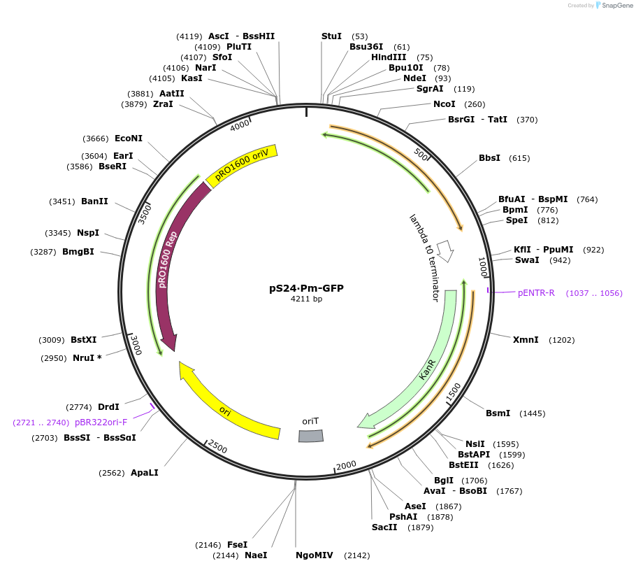 122594-plasmid-map-sequence-id-238947