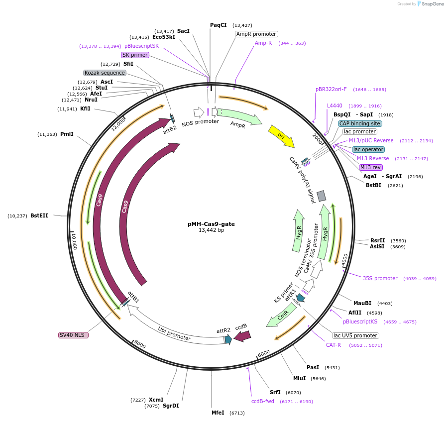 113742-plasmid-map-sequence-id-238953