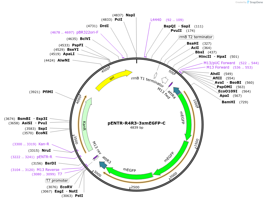 113751-plasmid-map-sequence-id-238963