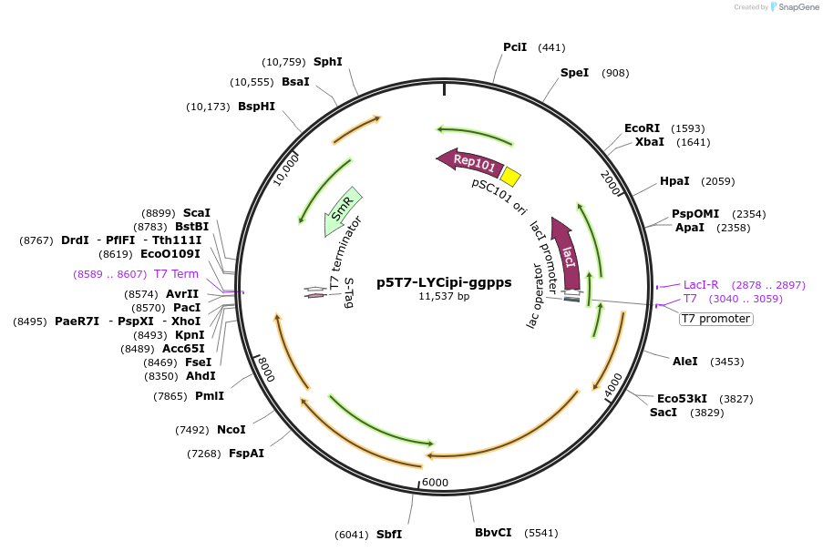 122017-plasmid-map-sequence-id-238964