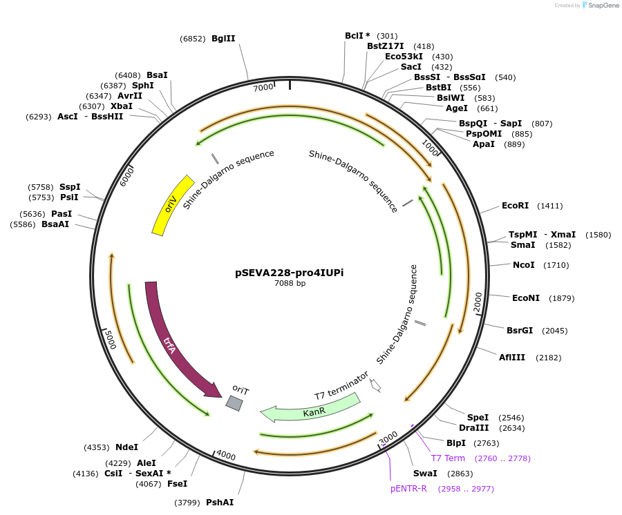 122018-plasmid-map-sequence-id-238966