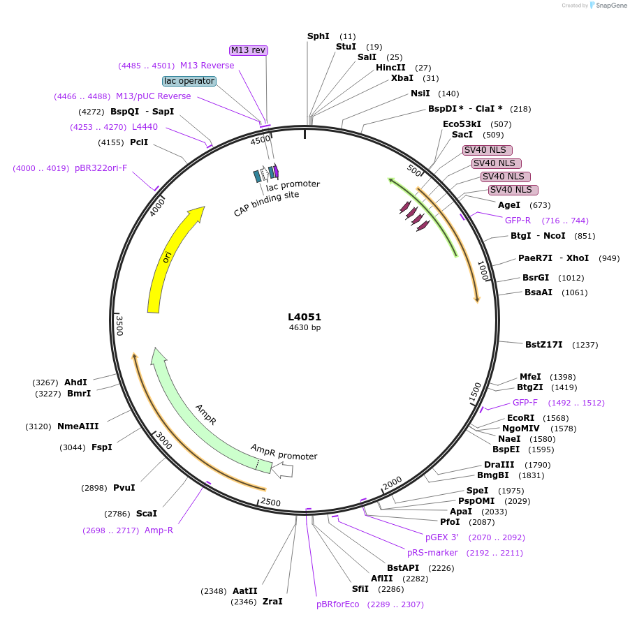 1629-plasmid-map-sequence-id-239