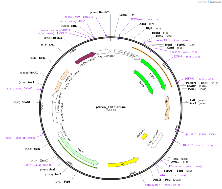 122287-plasmid-map-sequence-id-239053