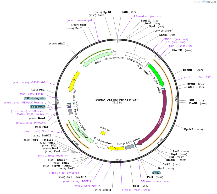 13315-plasmid-map-sequence-id-239059