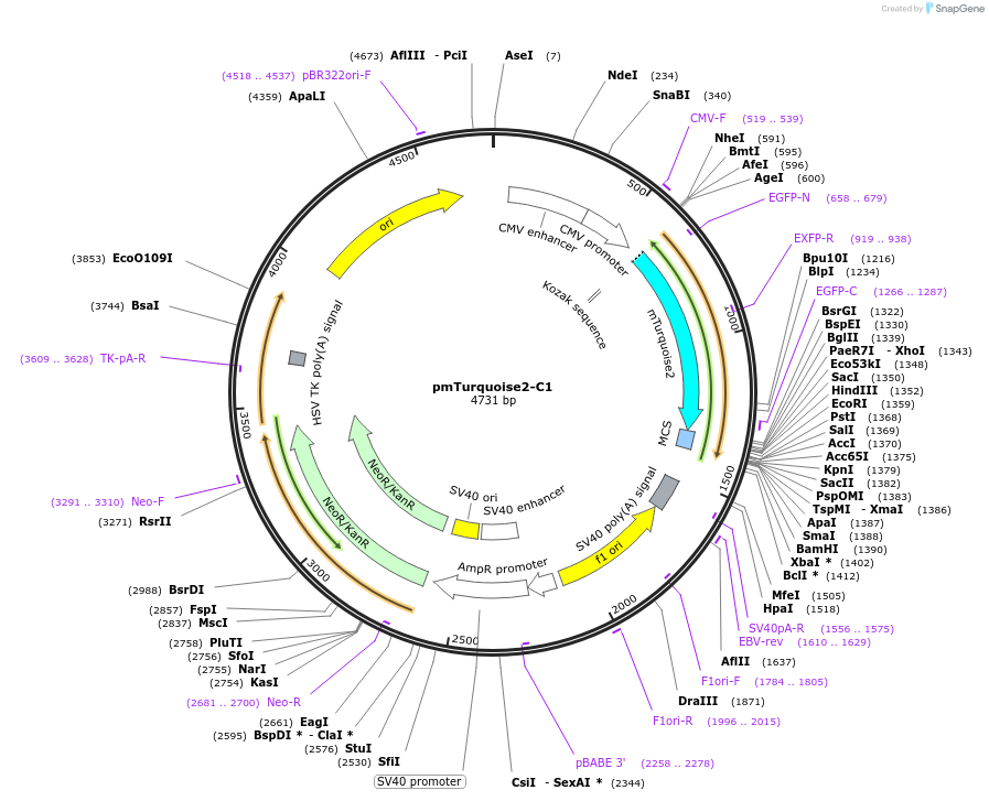 60560-plasmid-map-sequence-id-239062
