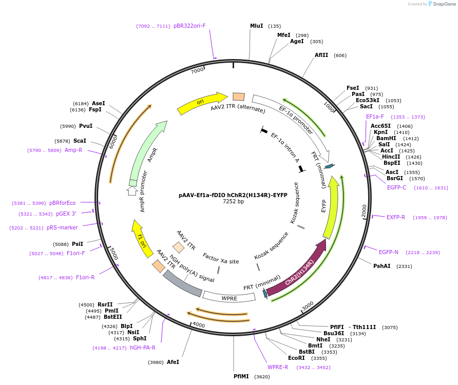 55639-plasmid-map-sequence-id-239070