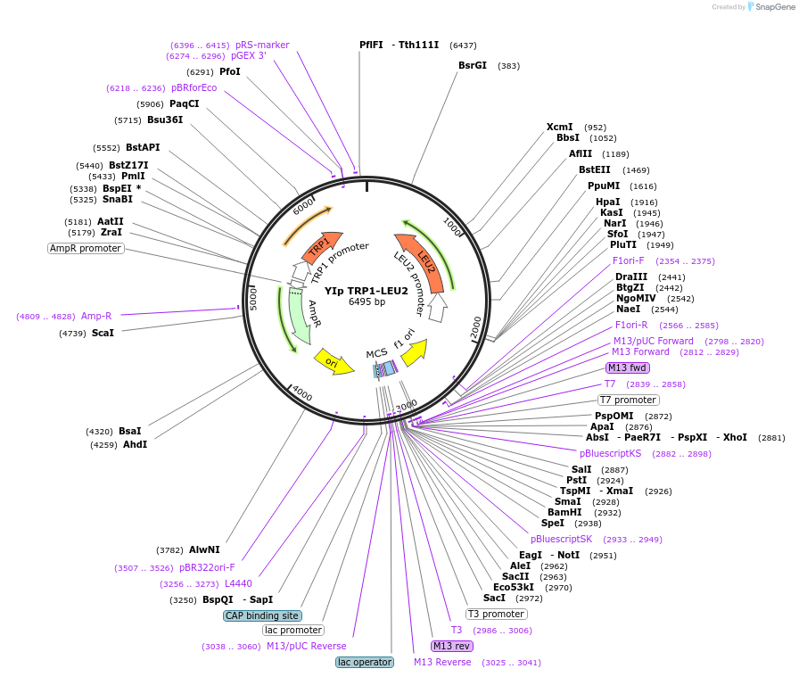 122913-plasmid-map-sequence-id-239077