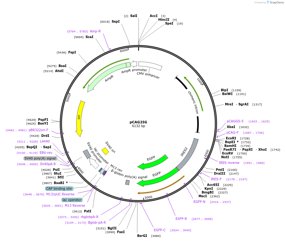 122292-plasmid-map-sequence-id-239089