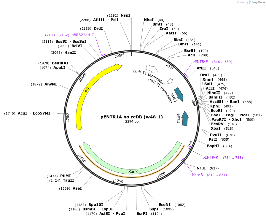 17398-plasmid-map-sequence-id-239091