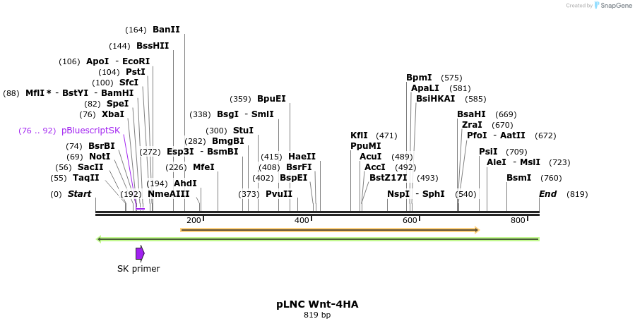 23915_map