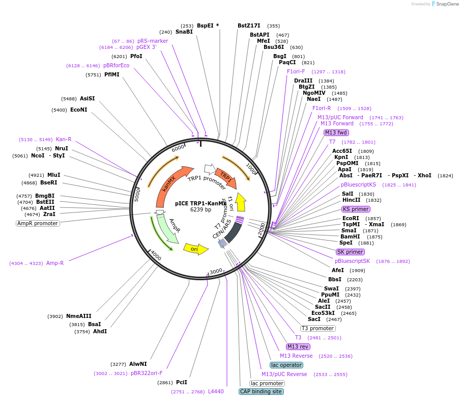 122902-plasmid-map-sequence-id-239160