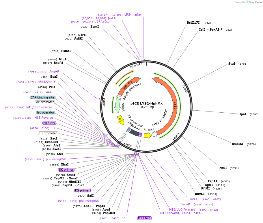122898-plasmid-map-sequence-id-239168