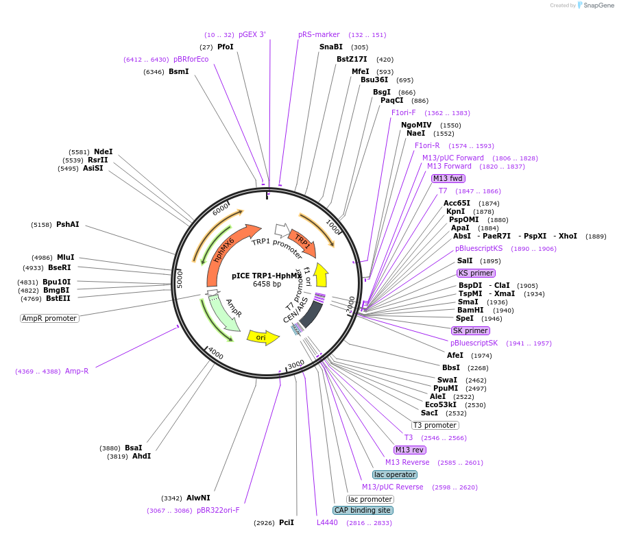 122901-plasmid-map-sequence-id-239171