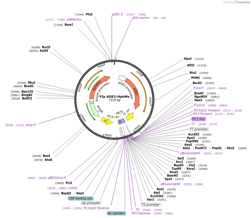 122916-plasmid-map-sequence-id-239178